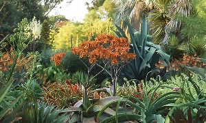 Ruth Bancroft Garden