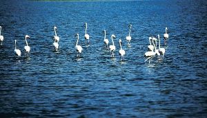 Nalbana Bird Sanctuary