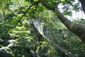 Canopy Walking: A Different Kind Of Thrill