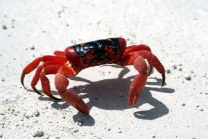 Red Crabs Migration In Christmas Island