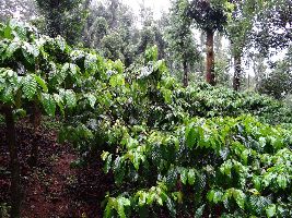 Coffee plantation