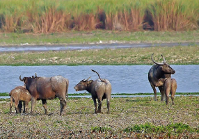 Indravati National Park