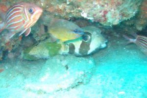 Diving And Surfing Experience At Ponta D Ouro