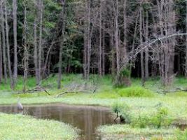 Huntley Meadows Park 