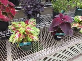 Greater Des Moines Botanical Garden