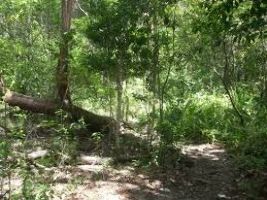 Castellow Hammock Preserve & Nature Center