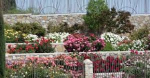 Municipal Rose Garden