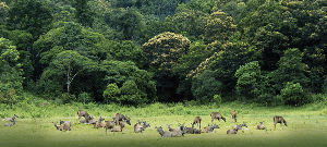 Periyar National Park and Wildlife Sanctuary