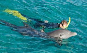 Dolphin And Snorkel Tours