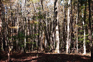 Pioneer Mothers Memorial Forest