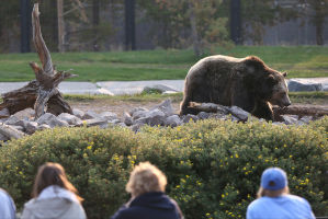 Grizzly & Wolf Discovery Center