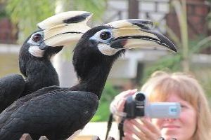 Close Encounter with Giant Hornbills in Pangkor