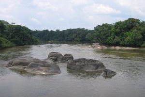 Savoring the Tranquility of Savanna Land in Brazil