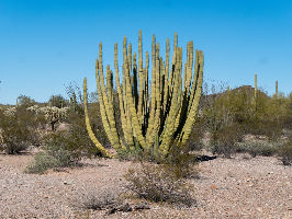 Organ Pipe Cactus National Monument