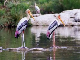 Gomarda Wildlife Sanctuary