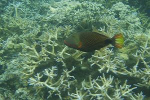 Reef Watching In American Samoa
