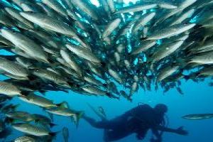 Scuba Diving: Arguably The Best