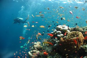 Scuba Diving: An Experience To Remember