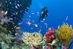 Scuba Diving: A Whole New World To Discover
