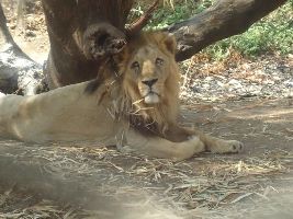 Silvassa Vasona Lion Safari 
