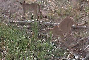 The San Bernardino Wildlife Refuge