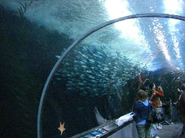 Aquarium Of The Bay 