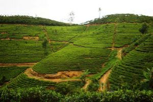 Tea Plantation Trip