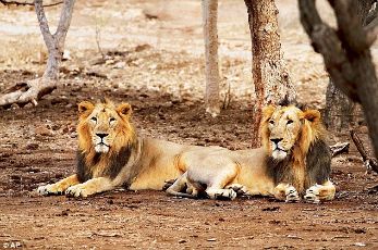 A visit to the Gir Wildlife Sanctuary