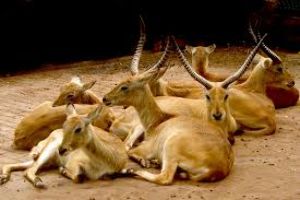 National Zoological Gardens 