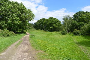 Ruislip Woods