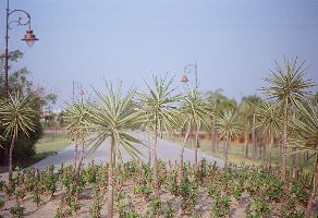 Janeshwar Mishra Park