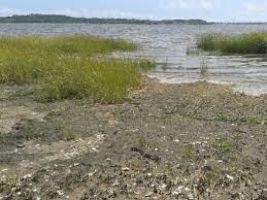 Long Wharf Nature Reserve 