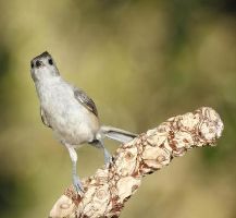 Corpus Christi Bird Watching