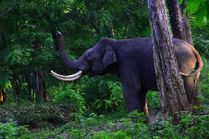 Wayanad Wildlife Sanctuary