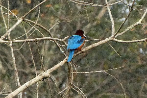 Periyar Tiger Reserve 