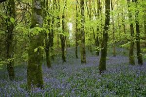 Rossmoor Forest Park